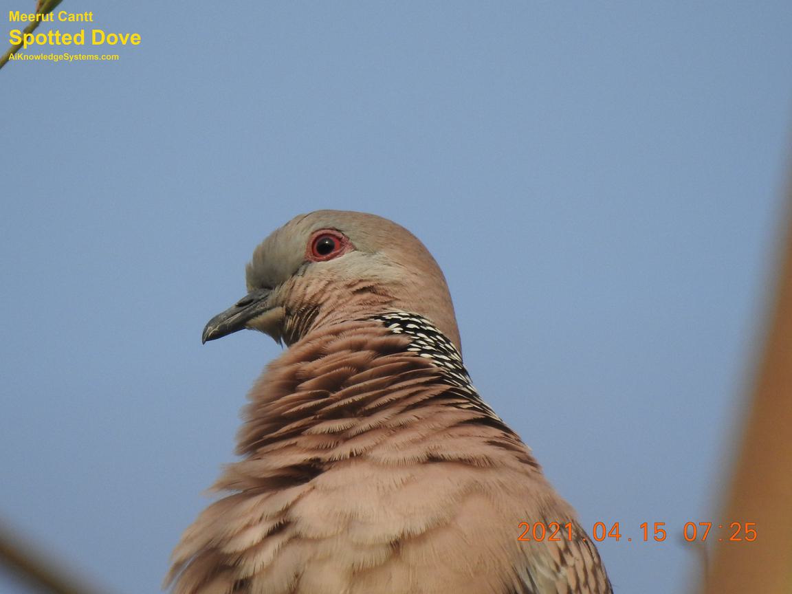 Dove Spotted (141) Coming Soon